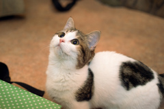 せーの