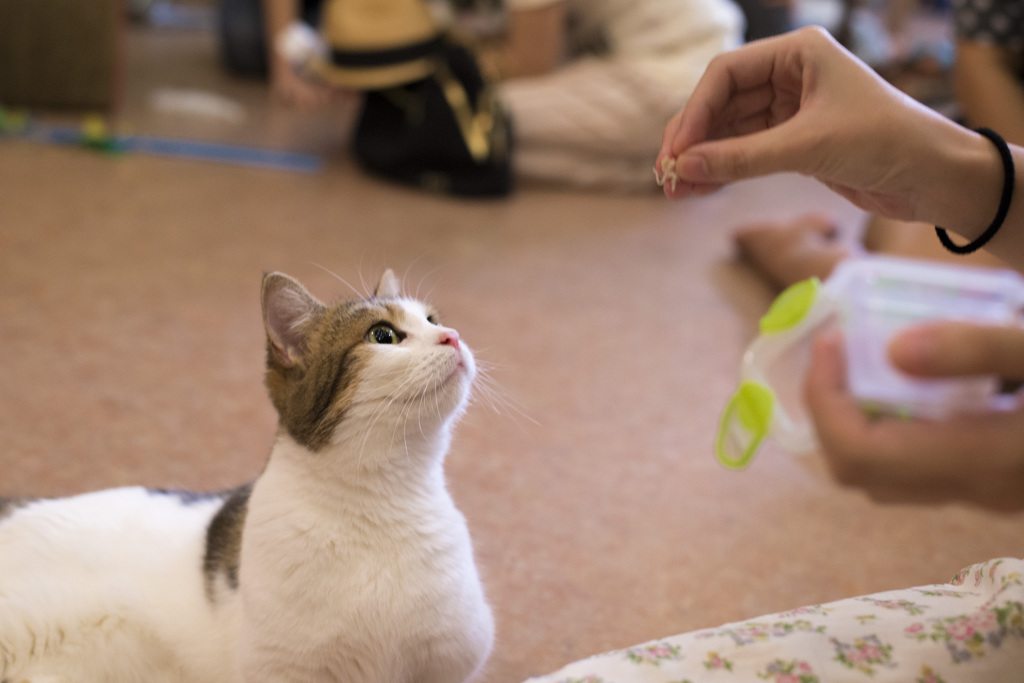 ささみいいいいい