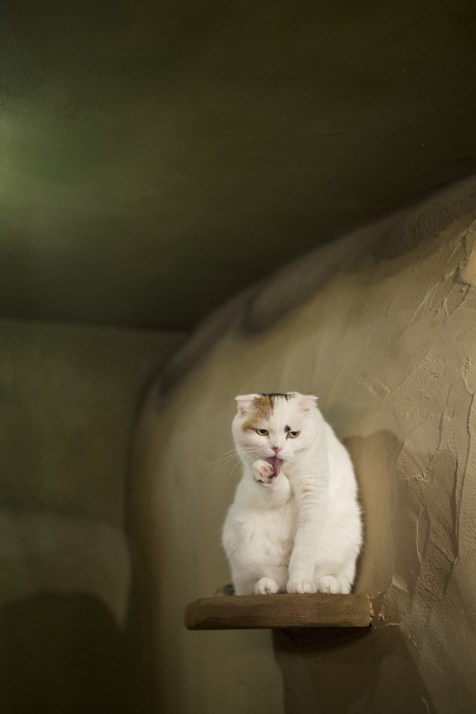まねきねこ