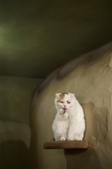 まねきねこ