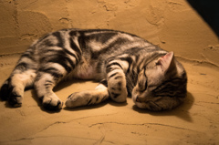 zzz