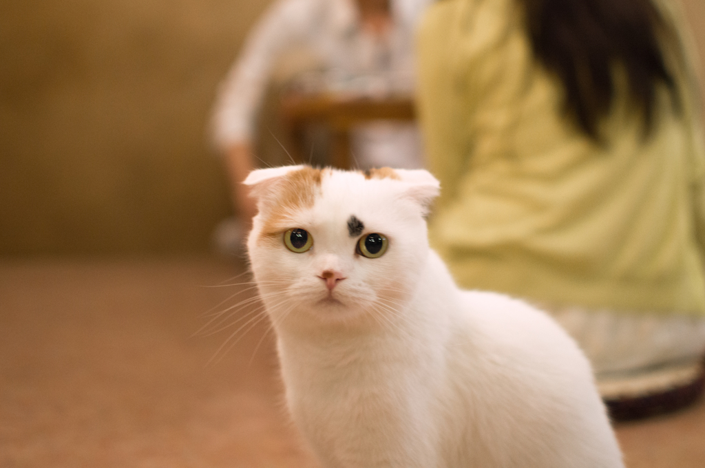 ボスのまなざし