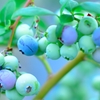～Blueberry～