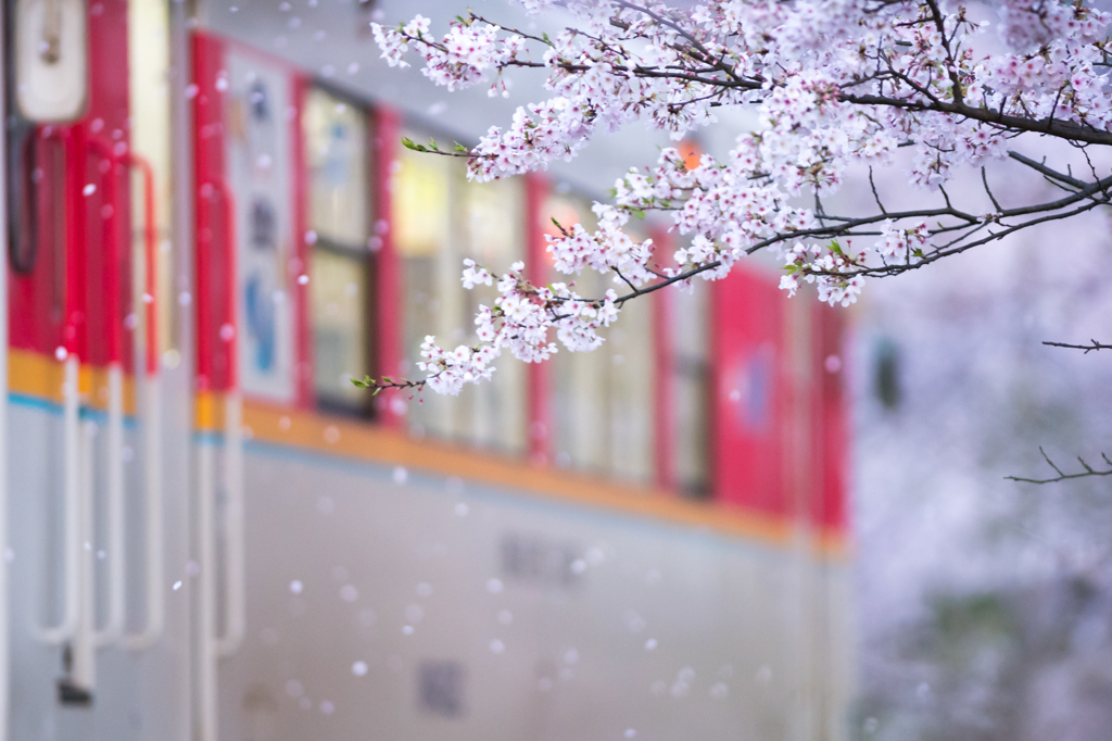 ～やわらかな桜風～