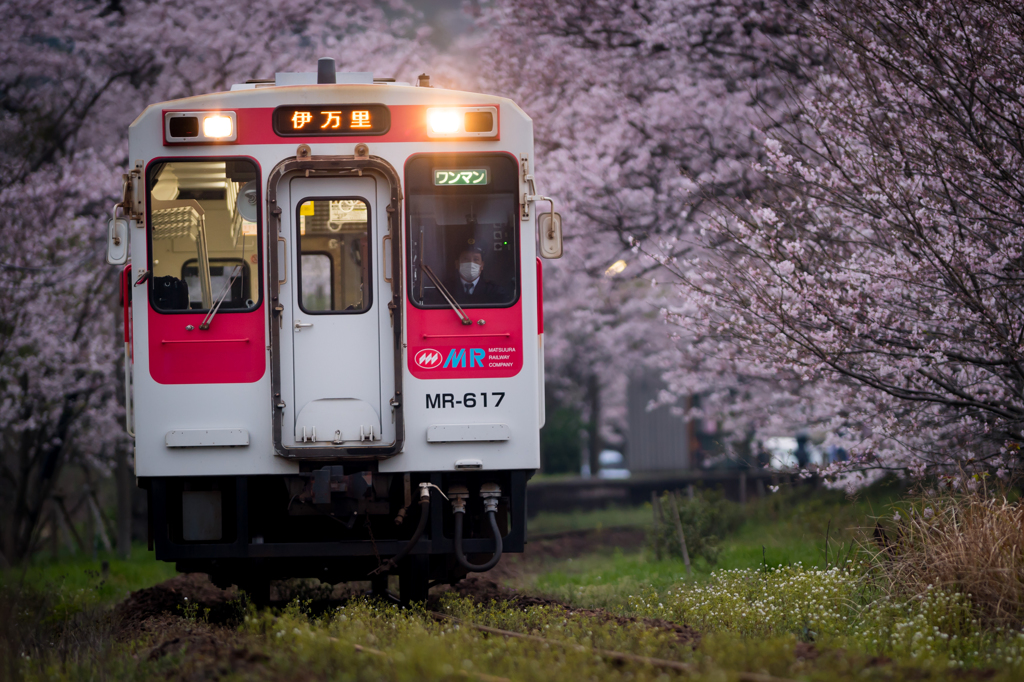 ～花の雲～ 桜駅