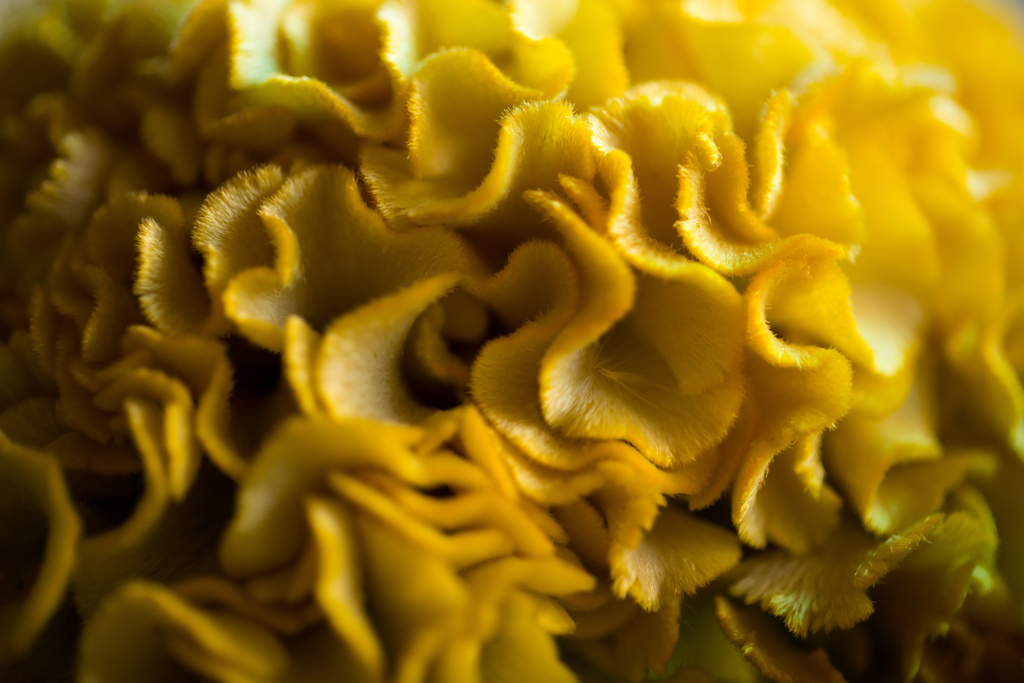 ～Velvet Yellow～