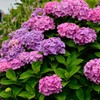～花言葉は「移り気」～