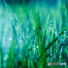 ～Silver Rain～
