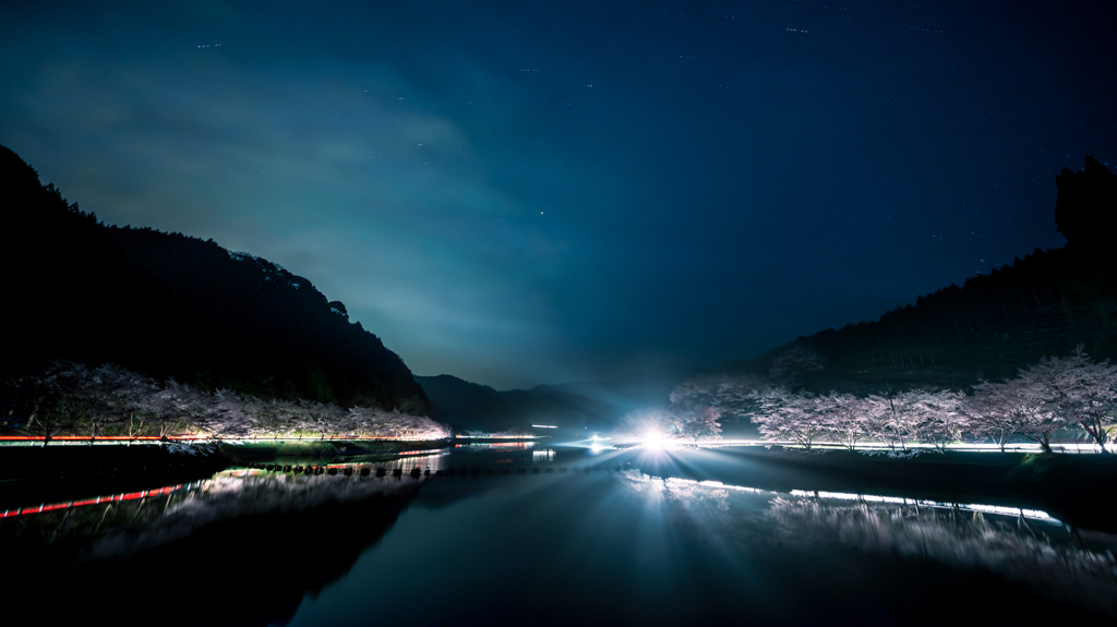 ～静寂の春桜～
