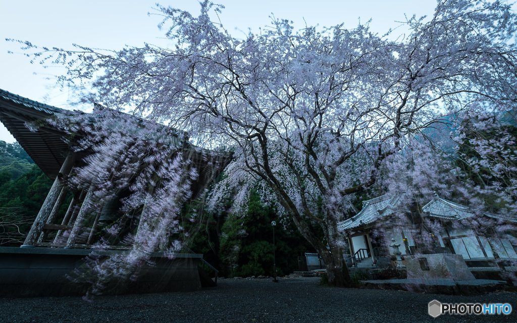 ～花風の騒めき～