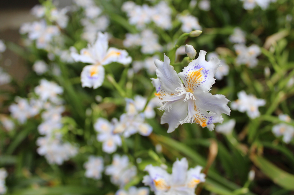 お花。