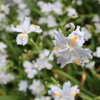 お花。