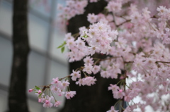 枝垂桜