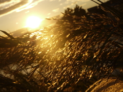 夕日に照らされたすすき