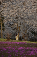 桜の下
