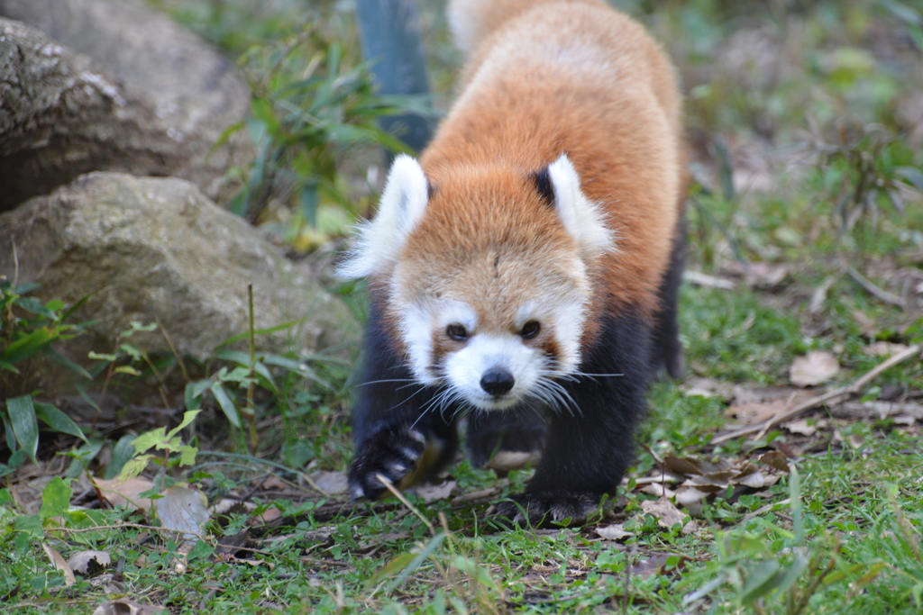 レッサーパンダ1