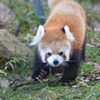 レッサーパンダ1