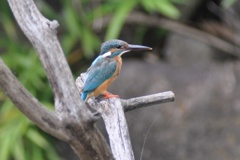 カワセミ