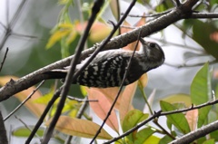 初の野鳥撮影
