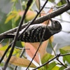 初の野鳥撮影