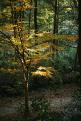 埼玉県嵐山の紅葉