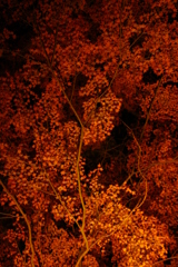 夜紅葉