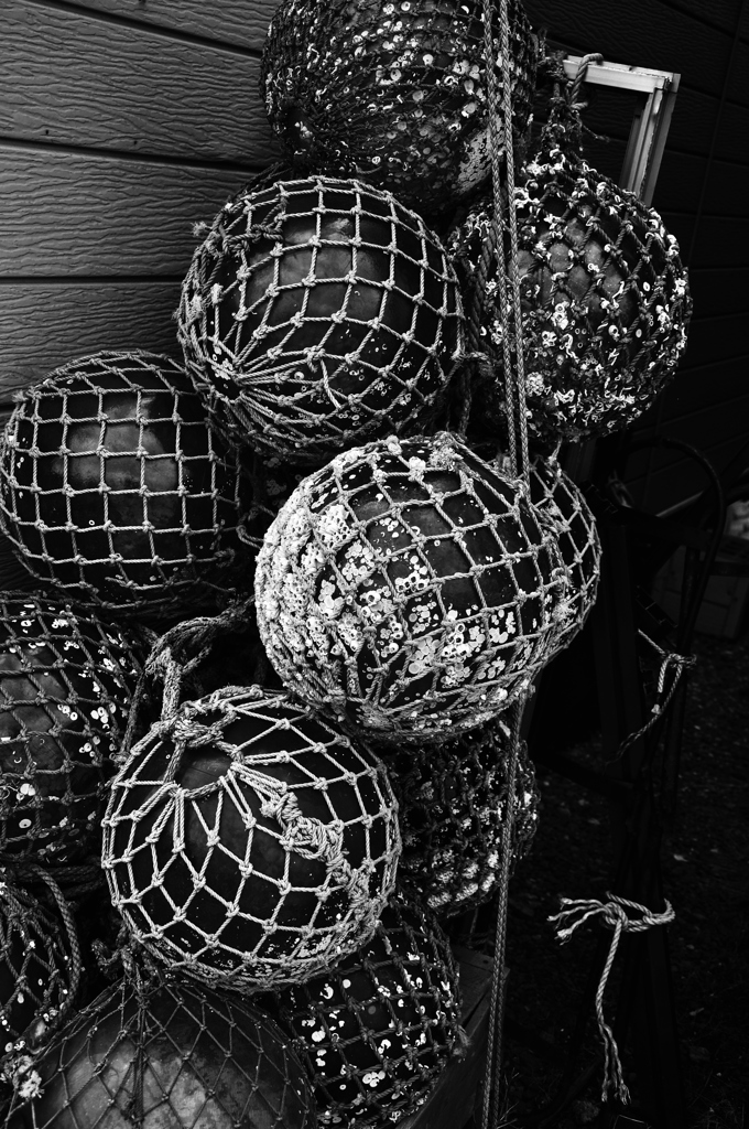 _DSC5519