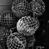 _DSC5519