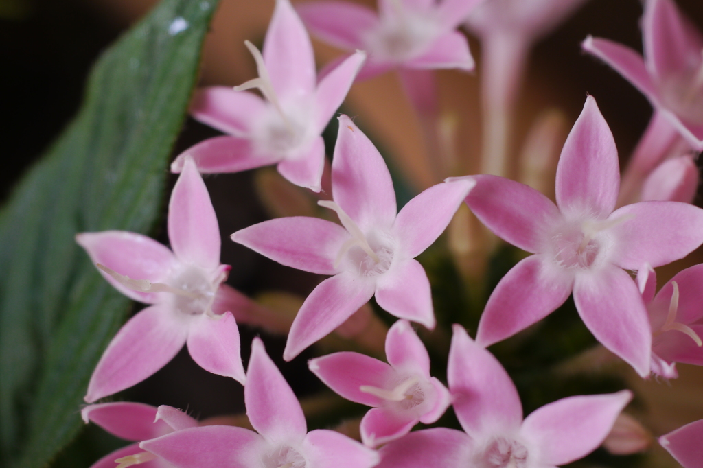 玄関の花