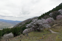 樽見の大桜Ⅳ