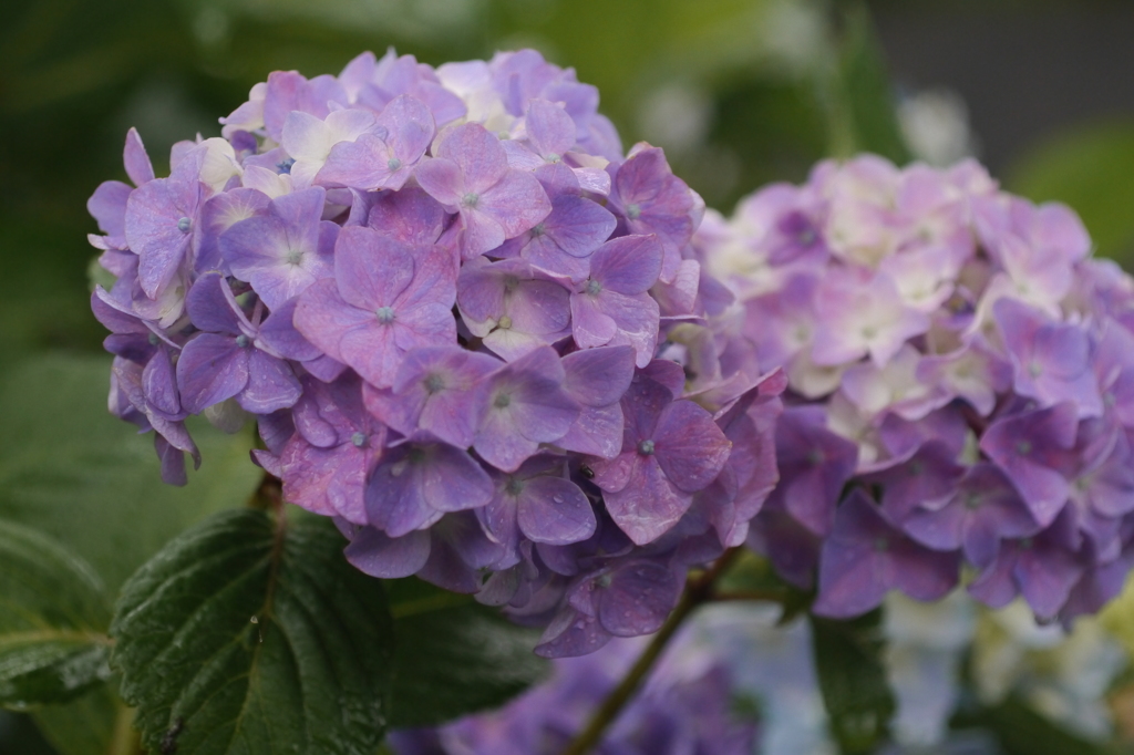 ふたごのあじさい