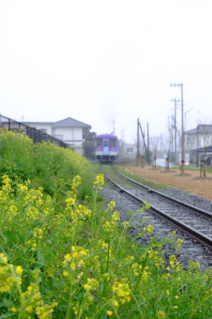 春の雨にぬれて