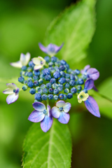 紫陽花の刻Ⅲ