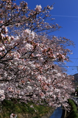 散歩道の桜Ⅱ
