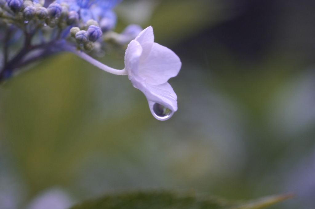 あじさいの輝き