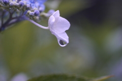 あじさいの輝き