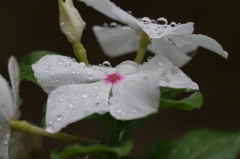 花びらの上の輝き