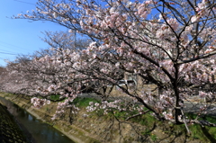 散歩道の桜Ⅲ