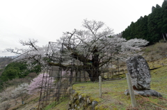 樽見の大桜Ⅱ