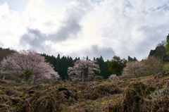 樽見の大桜Ⅱ-⑨