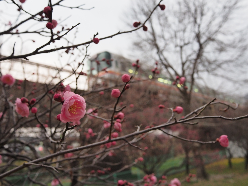 開花のとき