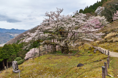 樽見の大桜Ⅱ-④