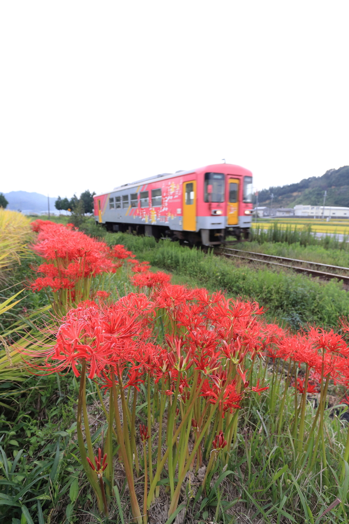 彼岸花の刻をいく