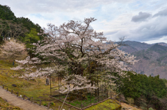 樽見の大桜Ⅱ-②