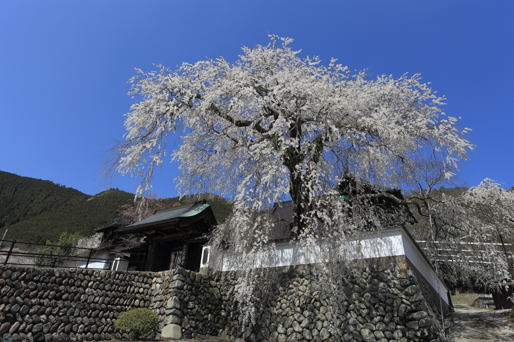 光福寺　大糸桜②