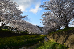 桜並木を見上げて