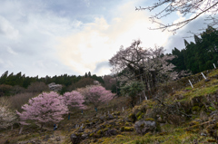 樽見の大桜Ⅱ-⑧