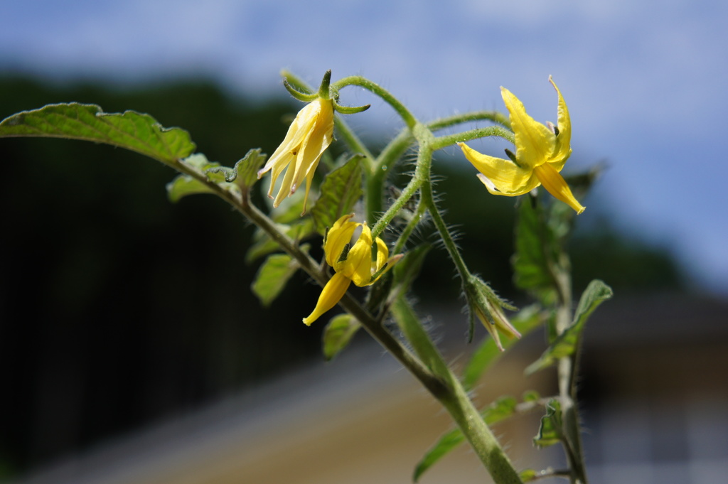 梅雨の晴れ間の下で
