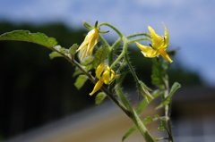 梅雨の晴れ間の下で