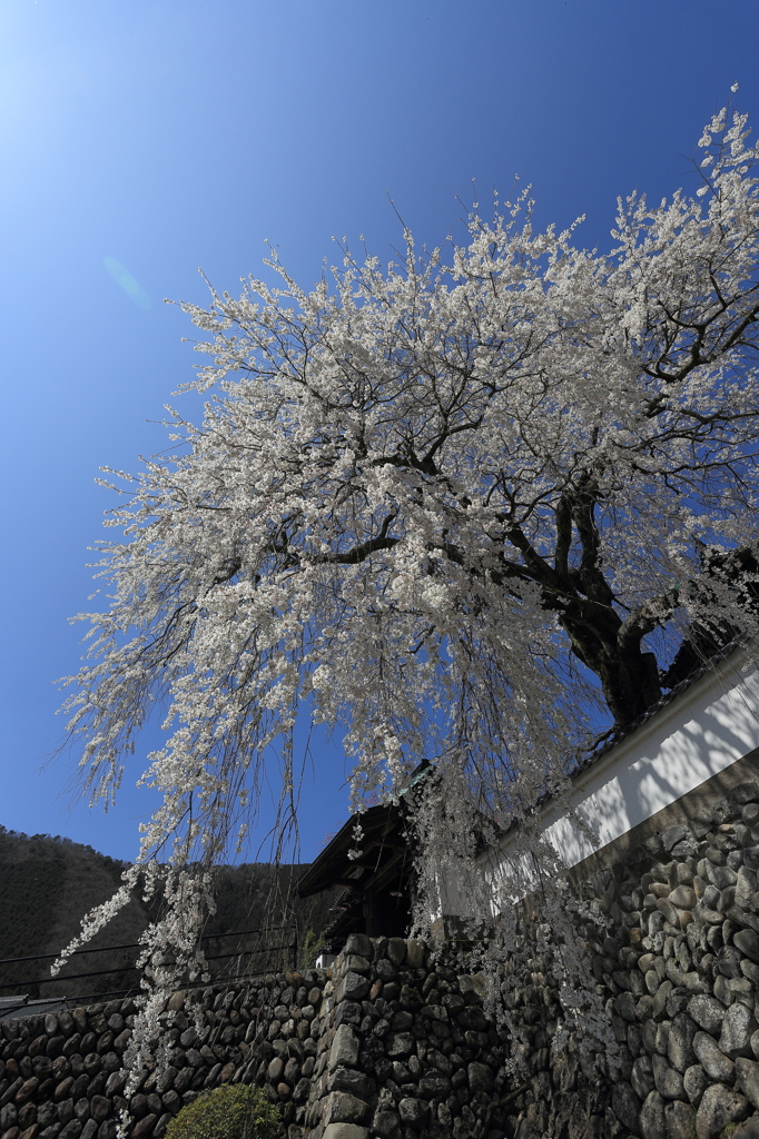 光福寺　大糸桜③